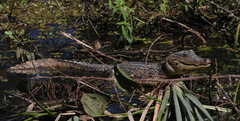 Caiman crocodilus
