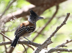 Sakesphorus canadensis