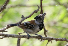 Sakesphorus canadensis