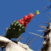 Opuntia dejecta - Photo (c) Aurelio Molina Hernández., μερικά δικαιώματα διατηρούνται (CC BY-NC), uploaded by Aurelio Molina Hernández.