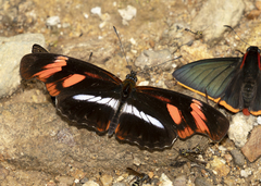 Podotricha telesiphe