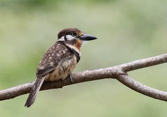 Hypnelus ruficollis