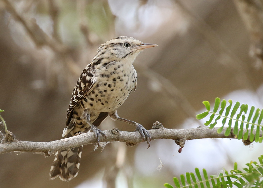 Cucarachero Chocorocoy, Campylorhynchus nuchalis