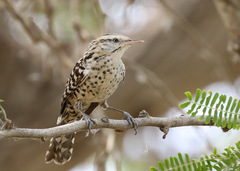 Campylorhynchus nuchalis