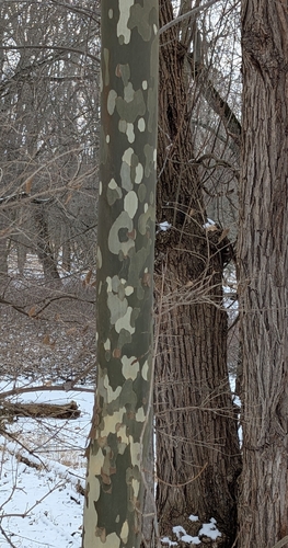 Sycamore