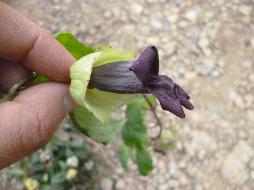 Rhodochiton hintonii