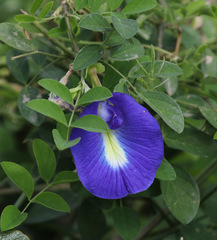 Clitoria ternatea