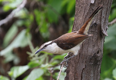 Campylorhynchus griseus