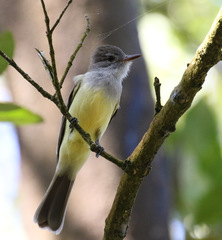 Myiarchus panamensis