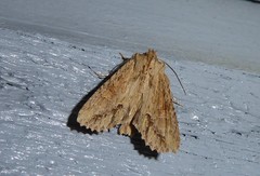 Ichneutica mollis