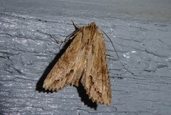 Ichneutica mollis