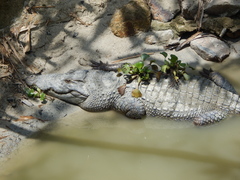 Crocodylia