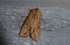 Ichneutica mollis