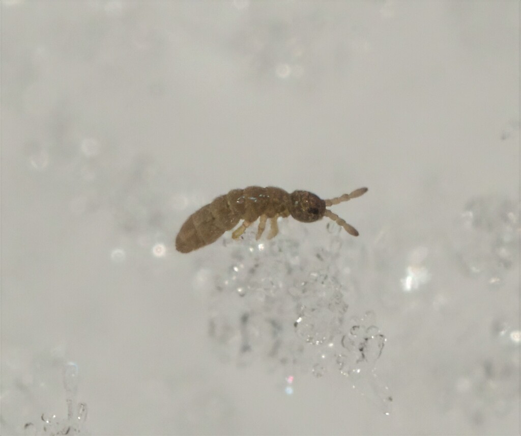 Vertagopus pseudocinereus