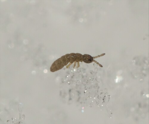 Vertagopus pseudocinereus