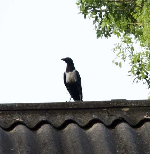 Pied Crow