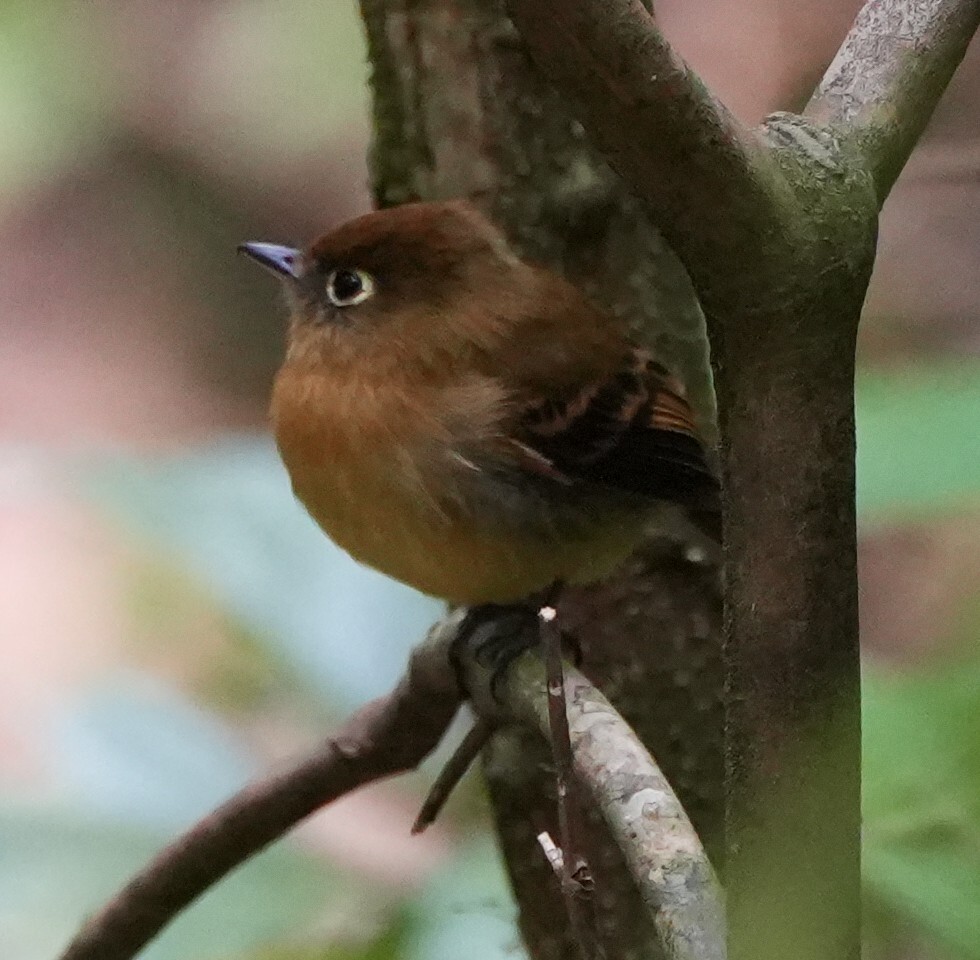 Yellowish Flycatcher (Empidonax flavescens), photo 1