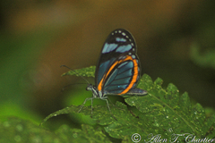 Dismorphia theucharila fortunata