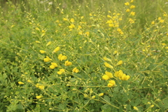 Baptisia tinctoria