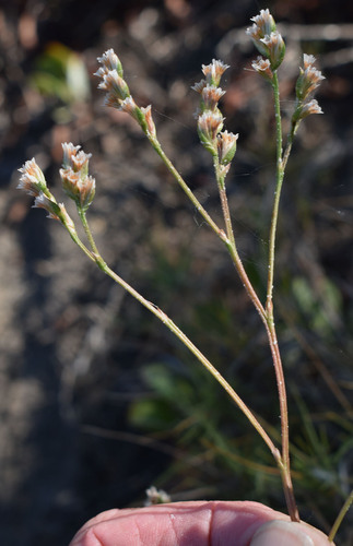Limonium solanderi observed 2025-10-25