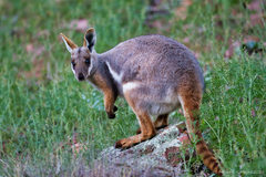 Petrogale xanthopus