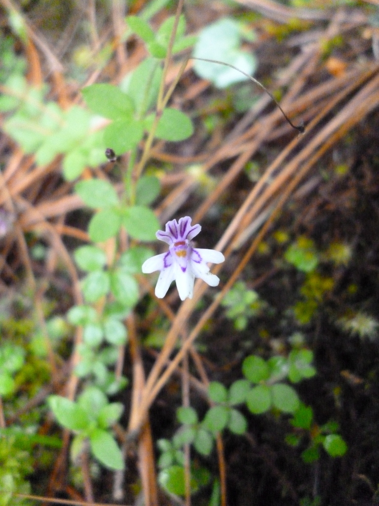 Utricularia petersoniae P.Taylor