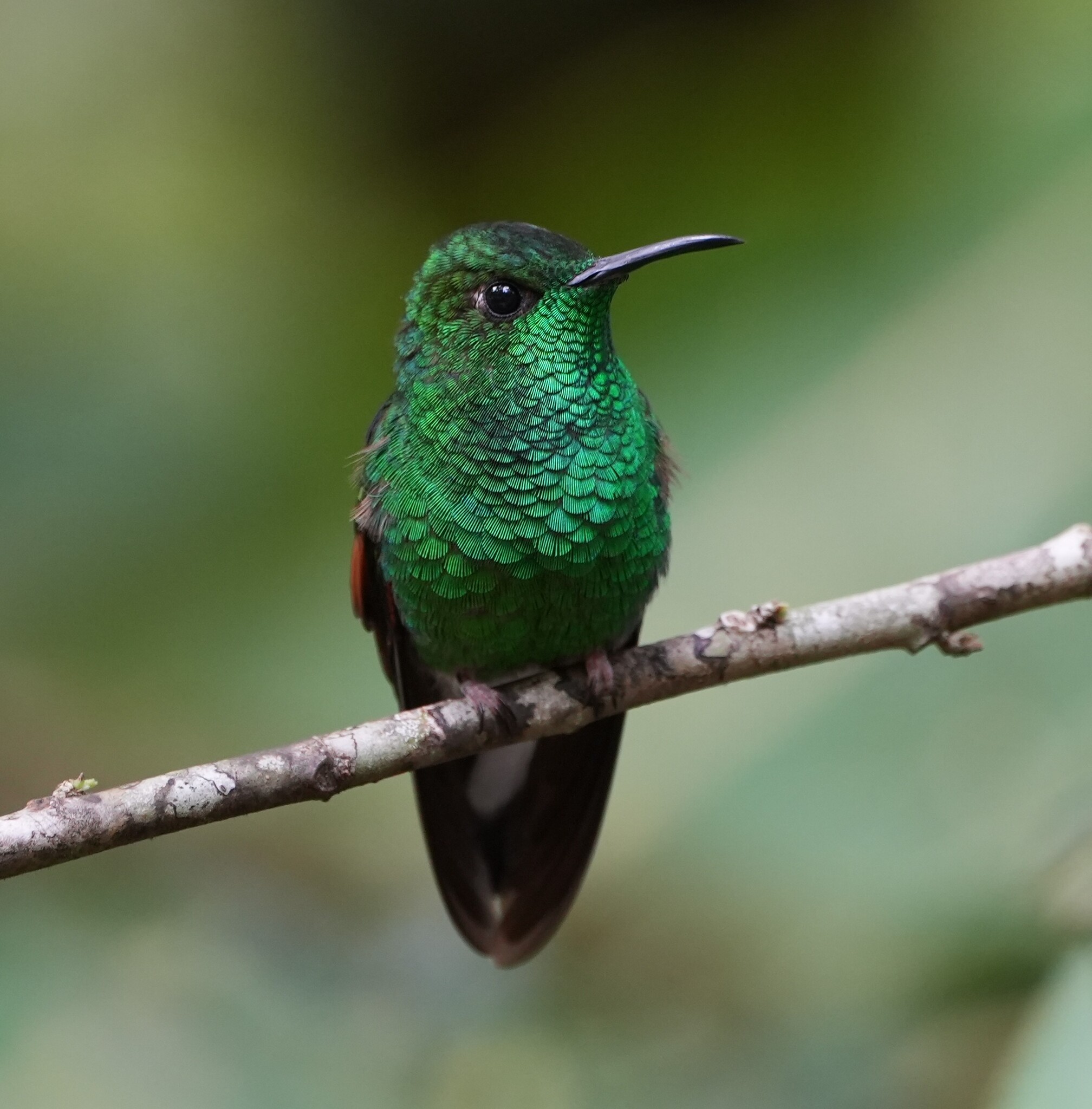 Stripe-tailed Hummingbird (Eupherusa eximia), photo 2