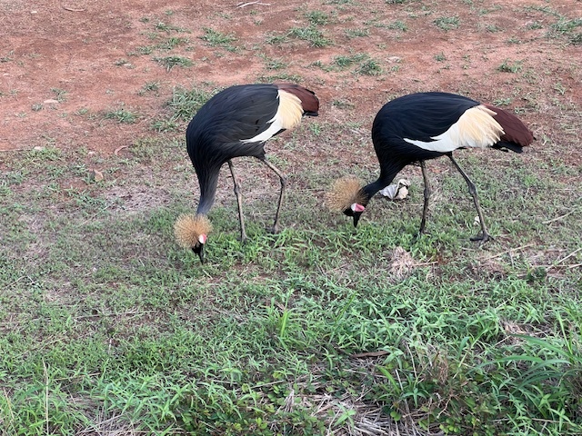 Black Crowned Crane (Balearica pavonina), photo 3