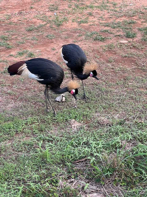 Black Crowned Crane (Balearica pavonina), photo 4