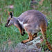 Rock Wallabies - Photo (c) Michael Hains, some rights reserved (CC BY-NC), uploaded by Michael Hains