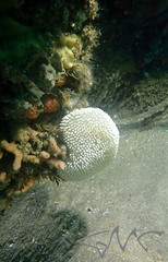 Polycitor giganteus