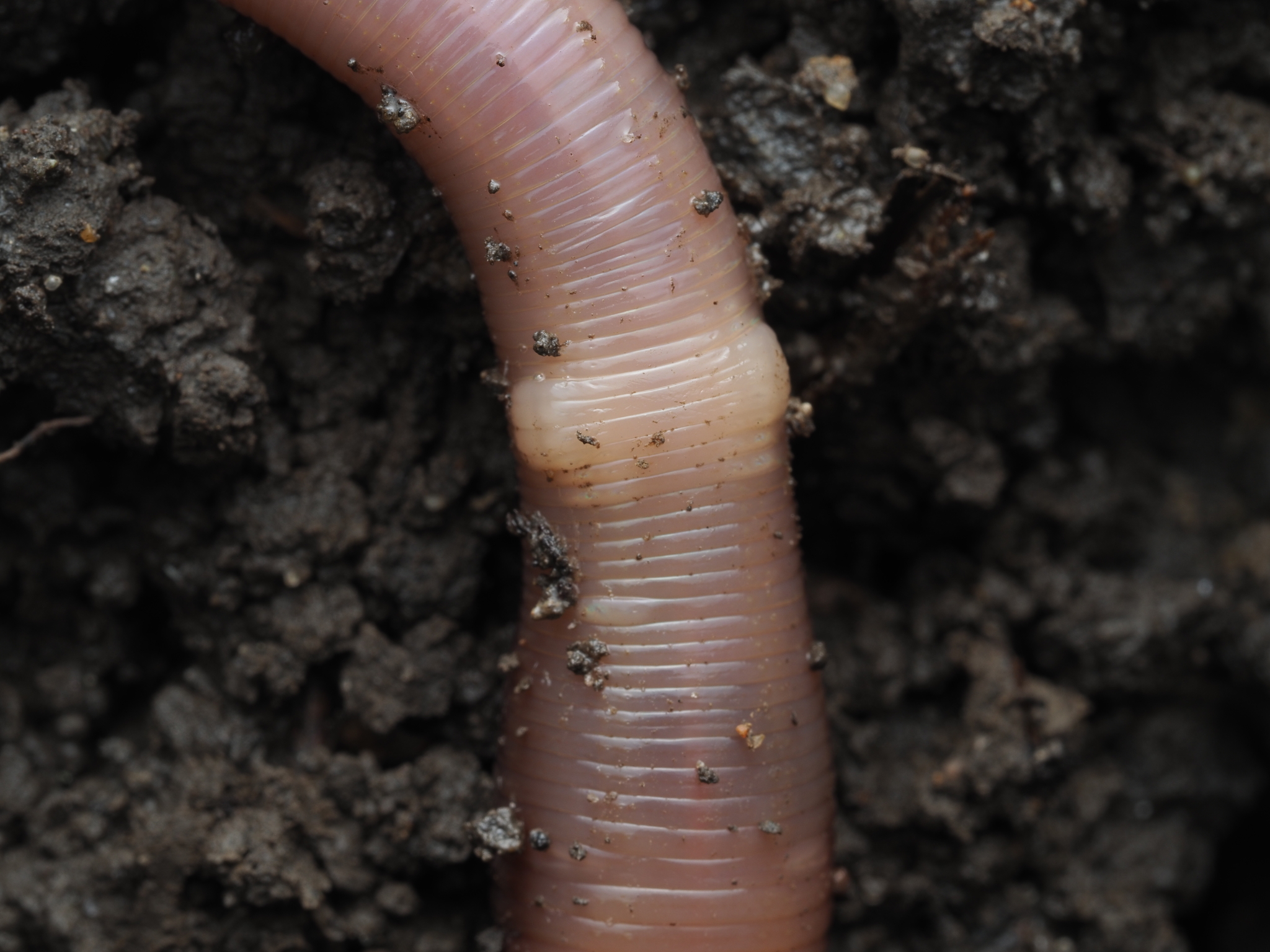 Lumbricus terrestris Linnaeus, 1758
