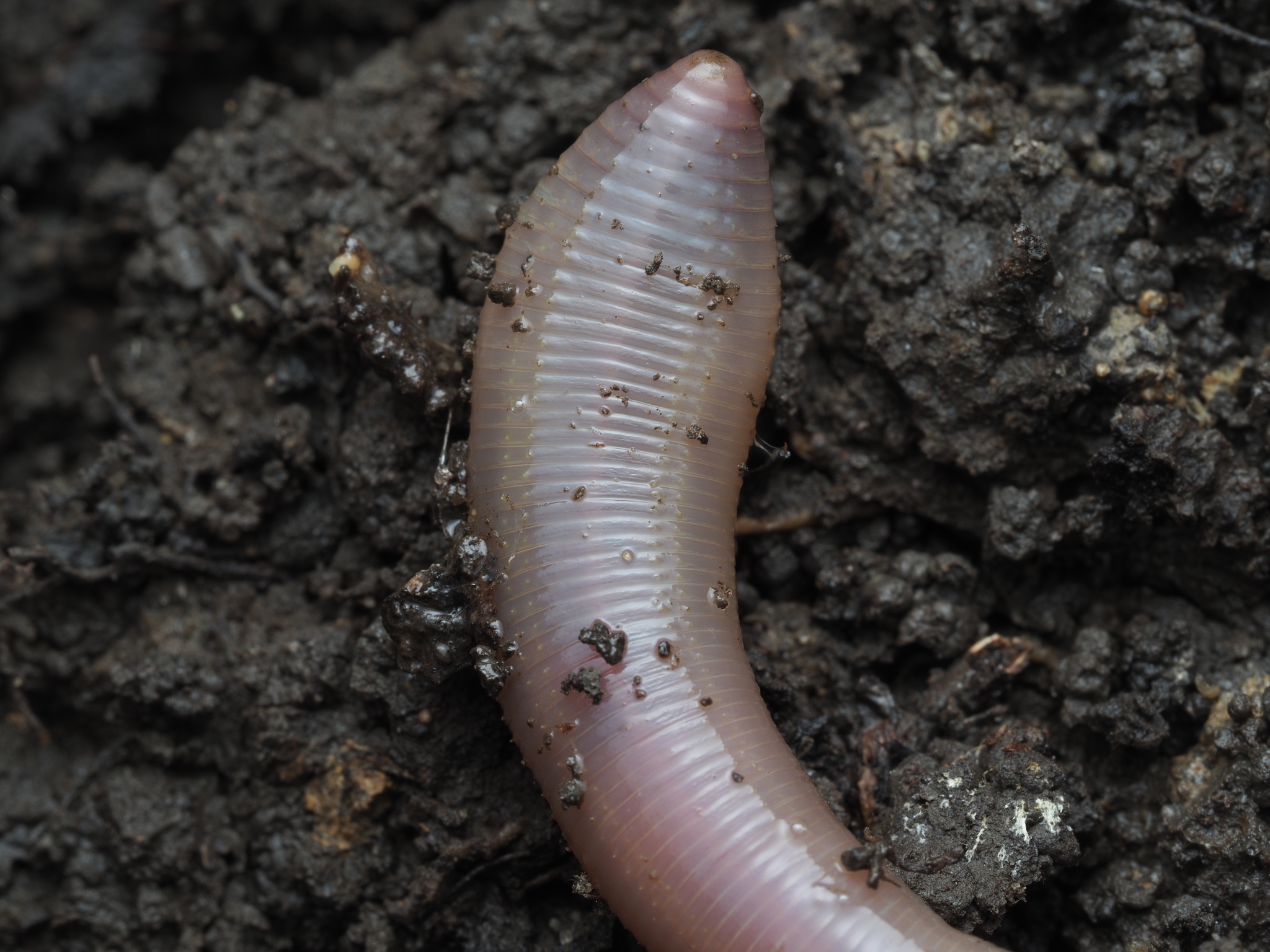 Lumbricus terrestris Linnaeus, 1758