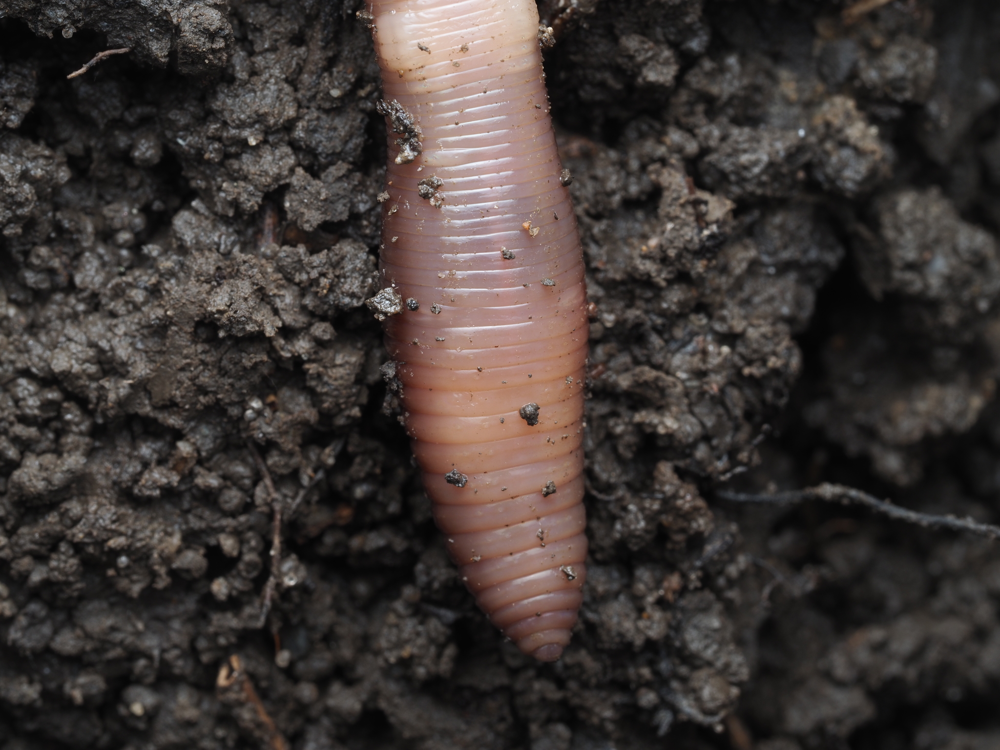 Lumbricus terrestris Linnaeus, 1758