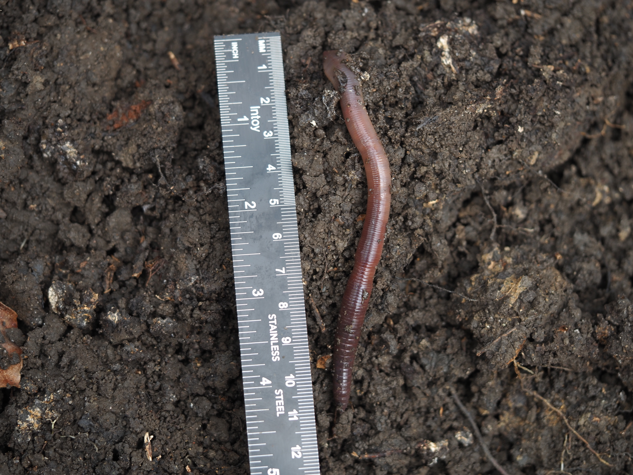 Lumbricus terrestris Linnaeus, 1758