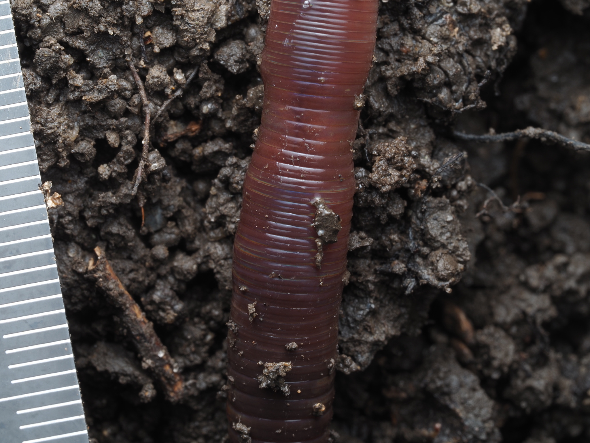 Lumbricus terrestris Linnaeus, 1758
