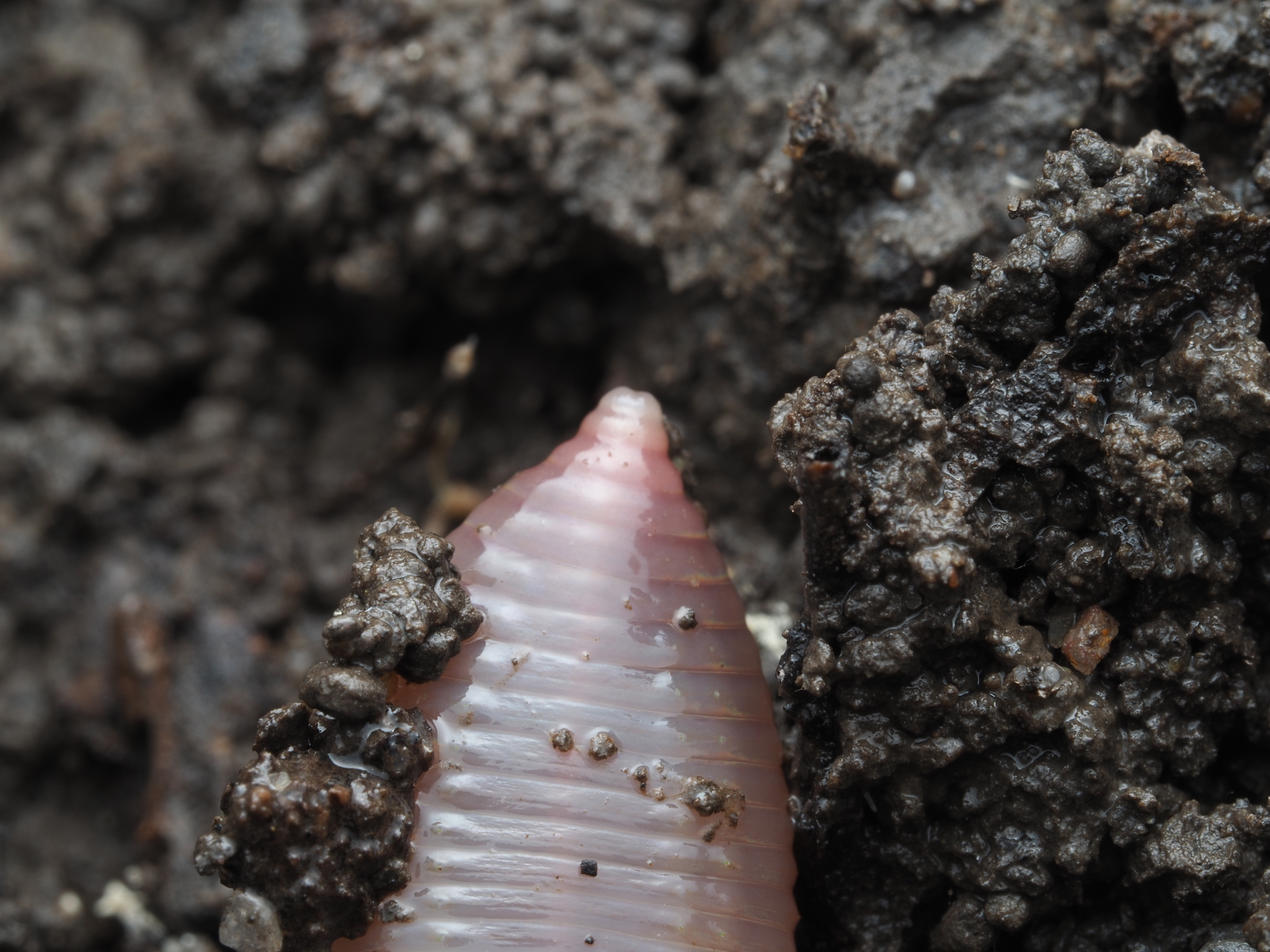 Lumbricus terrestris Linnaeus, 1758