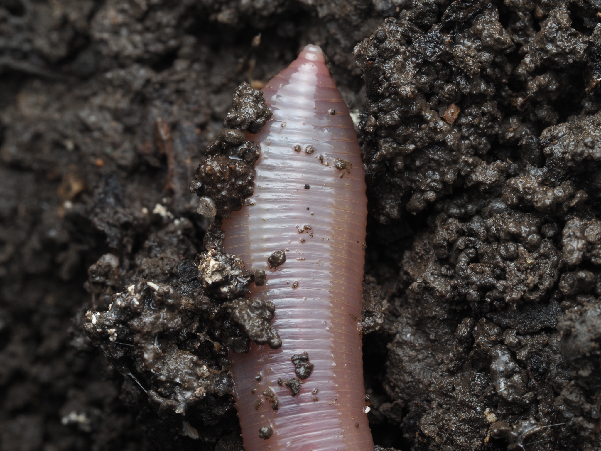 Lumbricus terrestris Linnaeus, 1758
