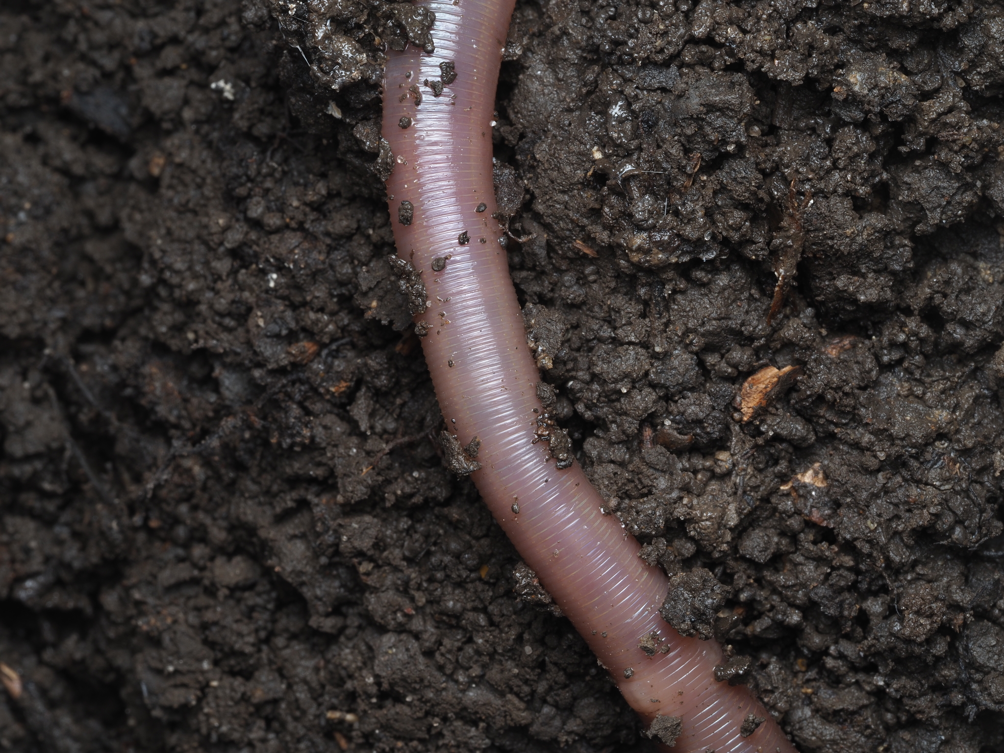 Lumbricus terrestris Linnaeus, 1758