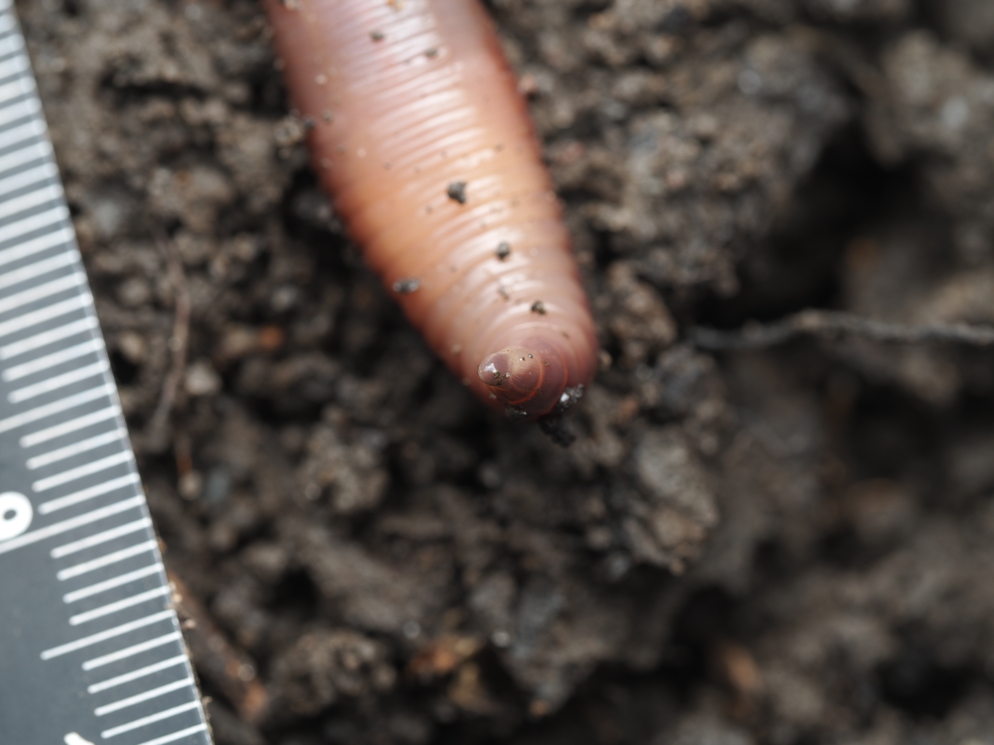 Lumbricus terrestris Linnaeus, 1758