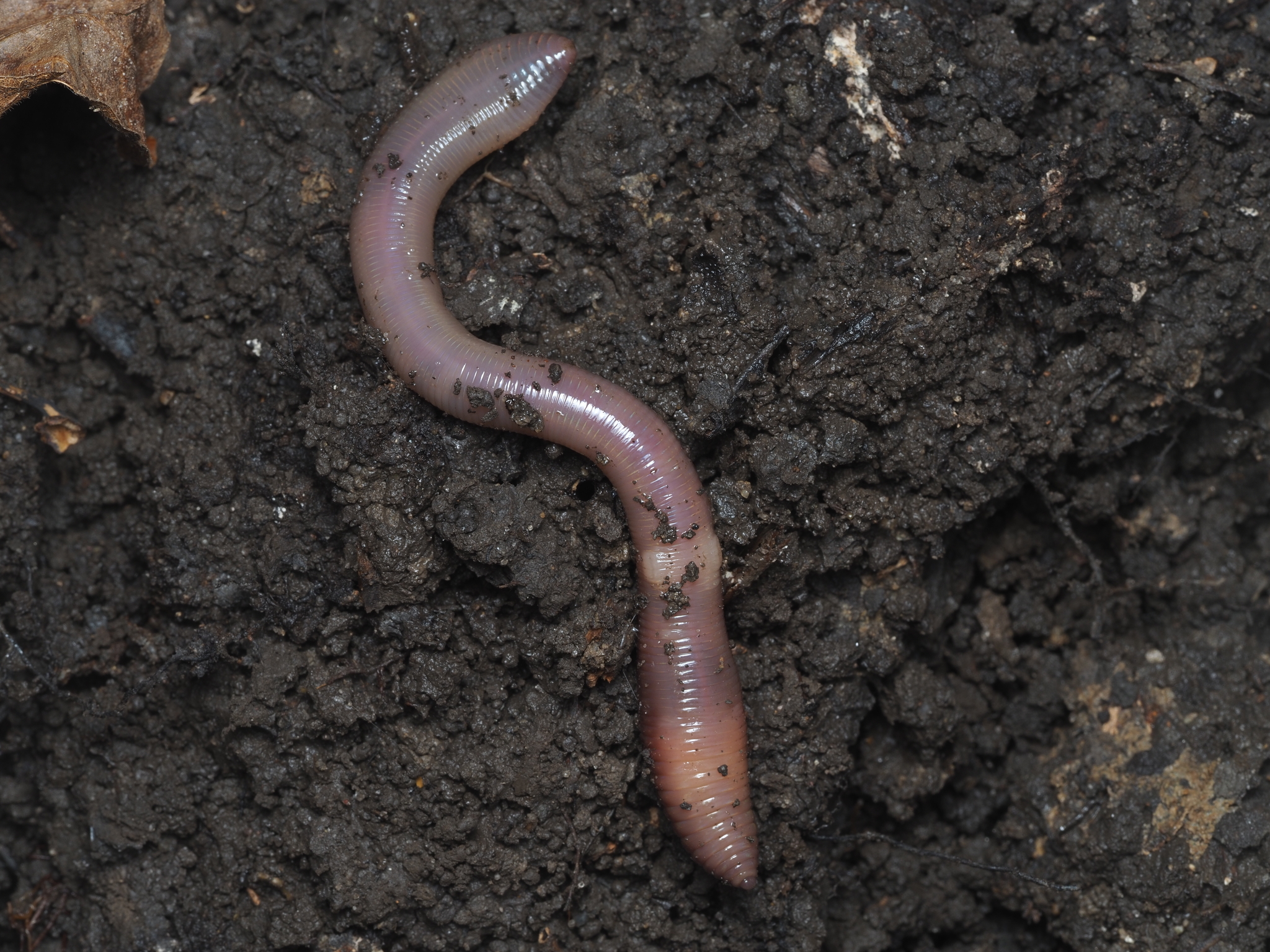 Lumbricus terrestris Linnaeus, 1758