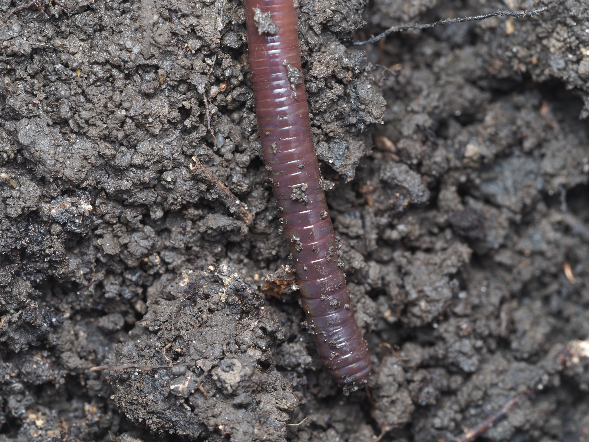 Lumbricus terrestris Linnaeus, 1758