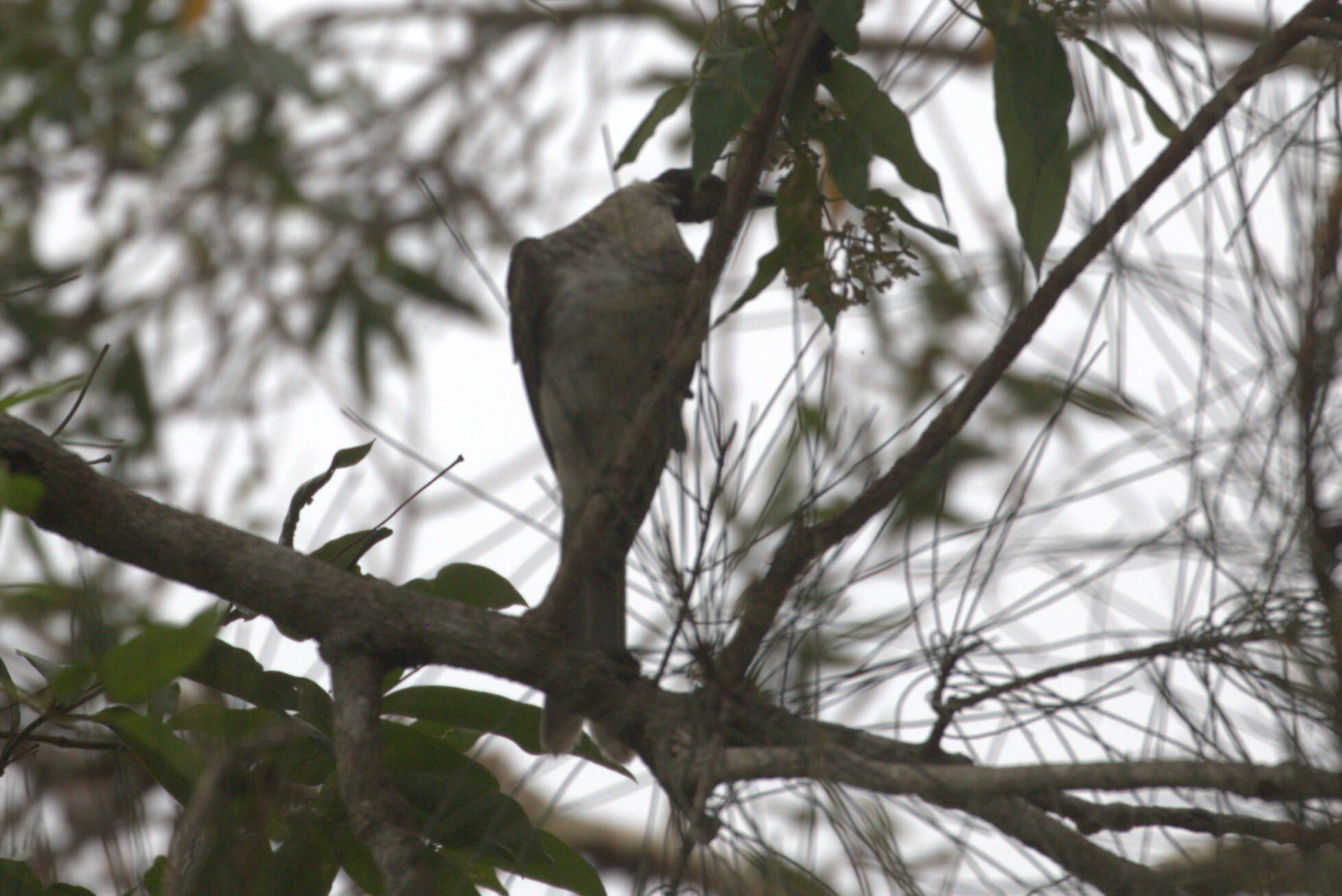 Noisy Friarbird (Philemon corniculatus), photo 7