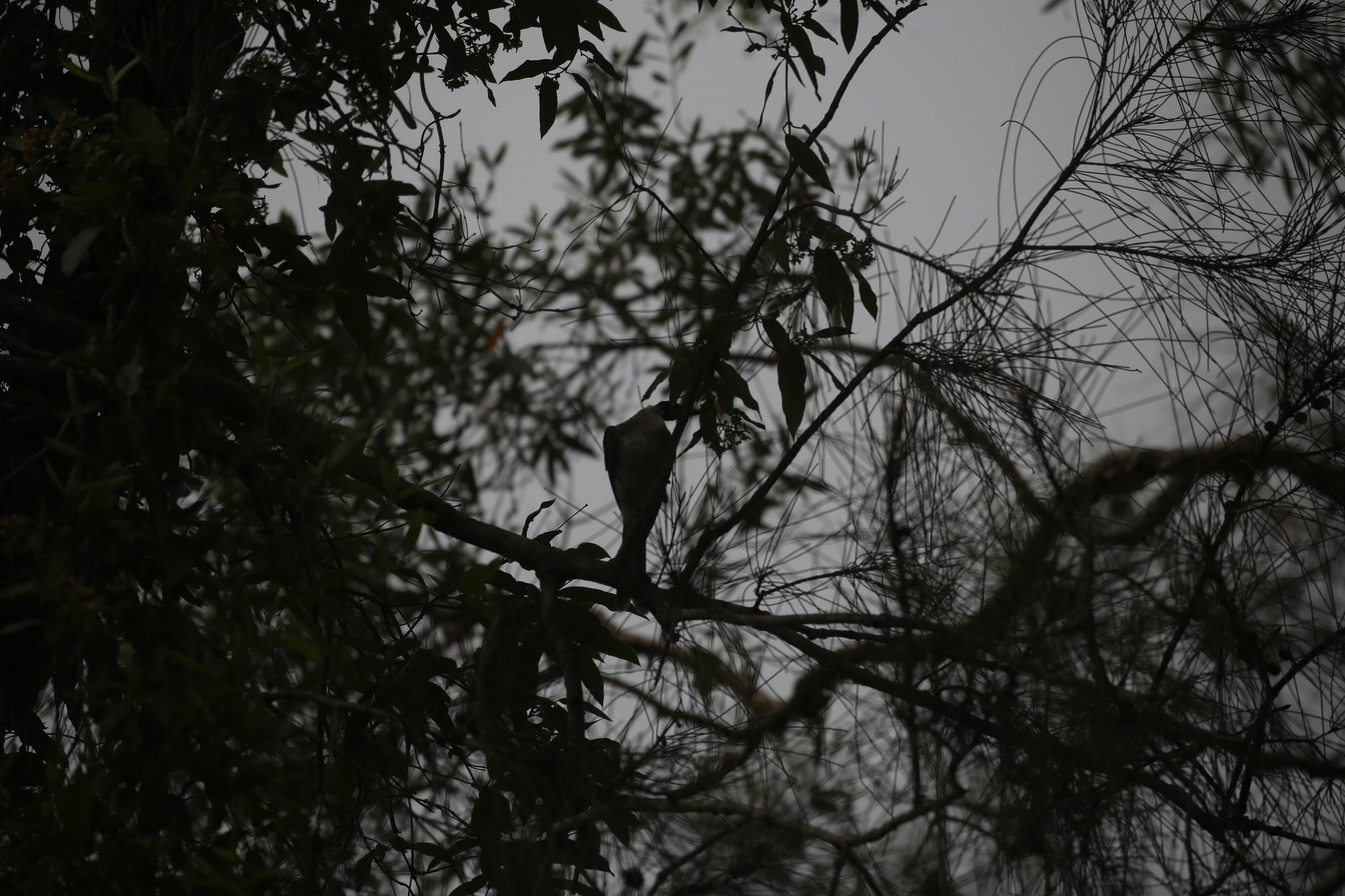 Noisy Friarbird (Philemon corniculatus), photo 8