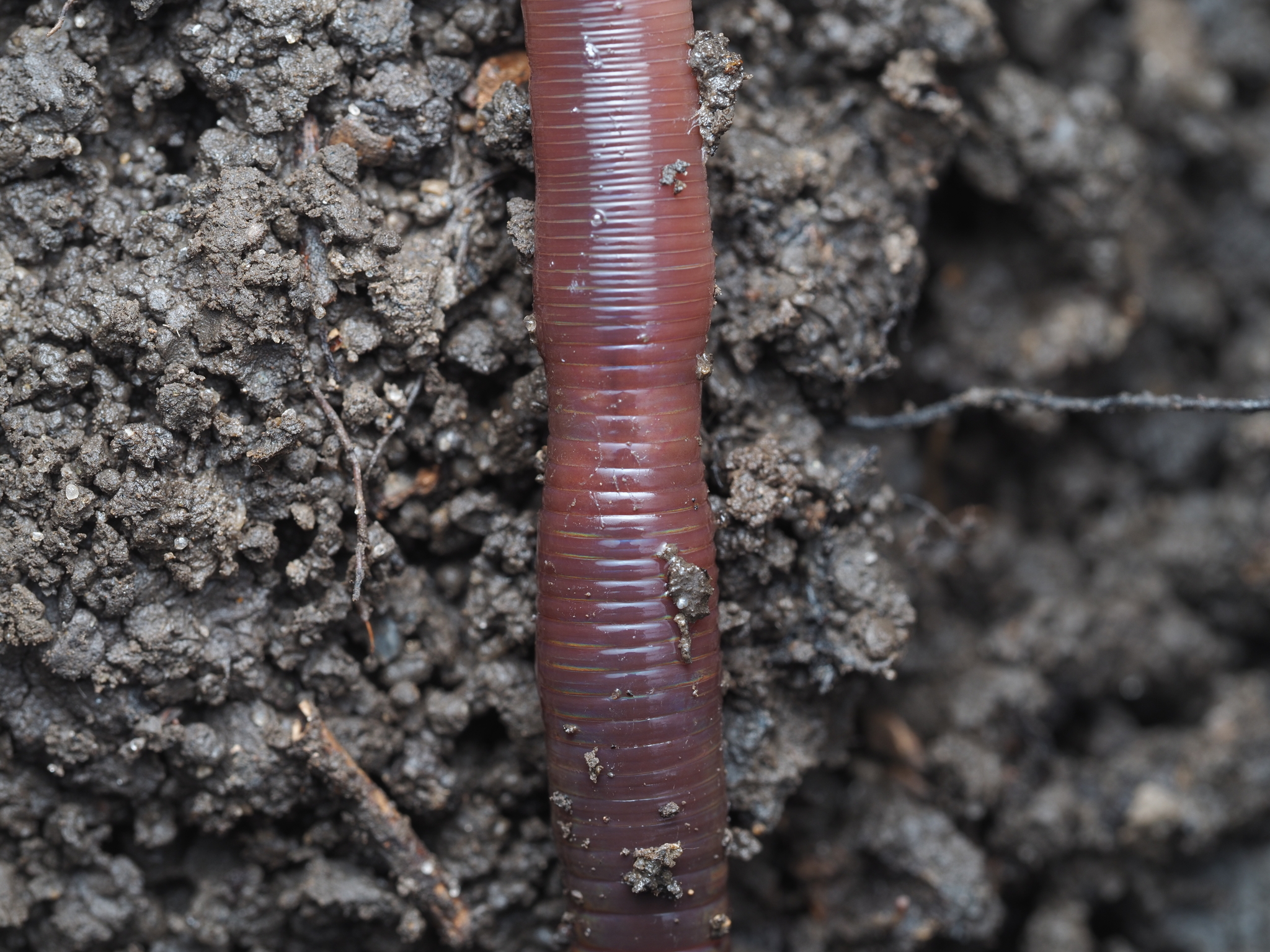 Lumbricus terrestris Linnaeus, 1758