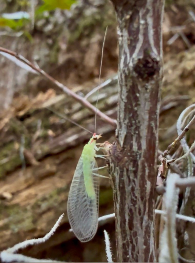 Smith's Green Lacewing