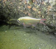 Optivus agastos