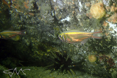 Optivus agastos