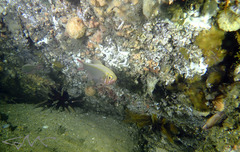 Optivus agastos