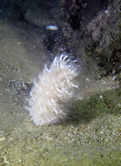 Veretillidae
